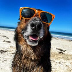 Dog friendly Perth