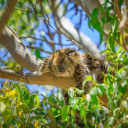Koala Boardwalk Yanchep national park