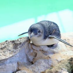 Penguin Island Perth